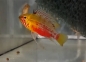 Preview: Rotstrich Zwergbuntbarsch, Apistogramma hongsloi